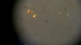 Bakterie vyrábí zlato. Alchimisti nebo vedci?